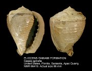 PLIOCENE-TAMIAMI FORMATION Cassis spinella